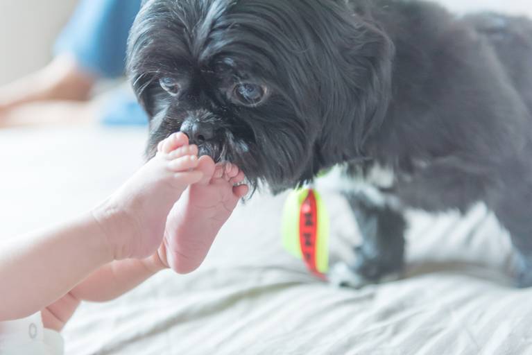 Ensaio recém nascido lifestyle Campinas pet