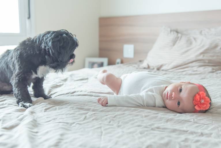 Ensaio recém nascido lifestyle Campinas pet