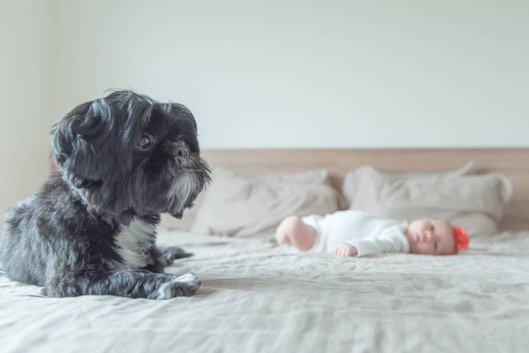 Ensaio recém nascido lifestyle Campinas pet