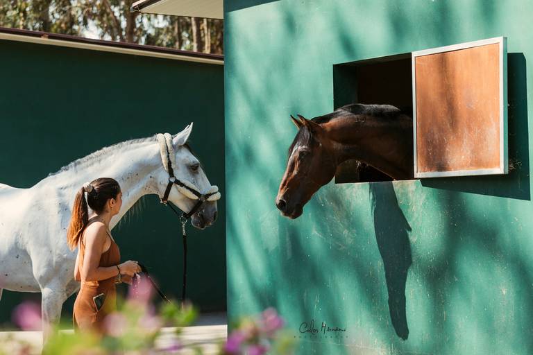 clubehipicodonorte_lusitano/carloshernaniphotography/luistanoworld 