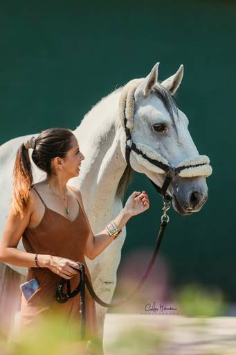 lusitano_horse/carloshernaniphotography/luistanoworld 