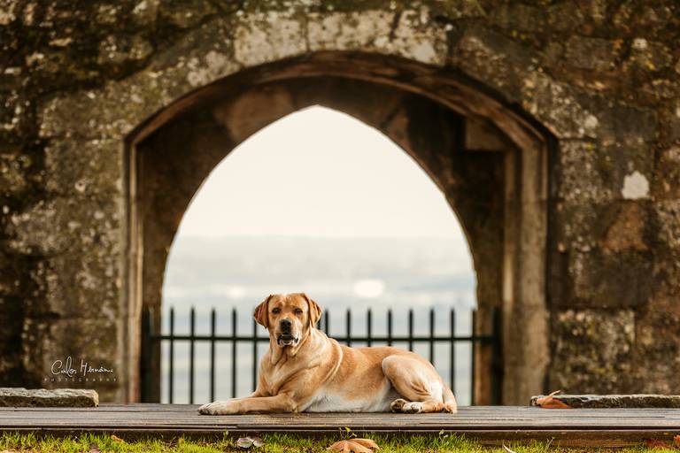 labradore_retriver/carloshernaniphotography/luistanoworld 