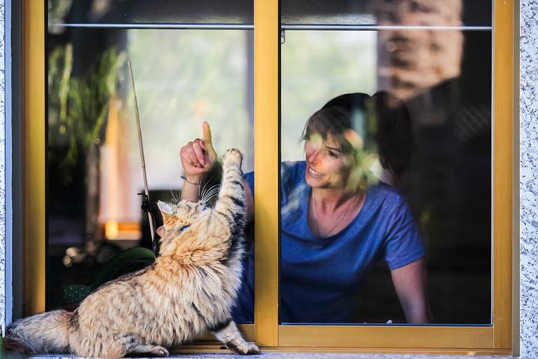 cat; gato ;gato bosque norueguês/carloshernaniphotography/luistanoworld 