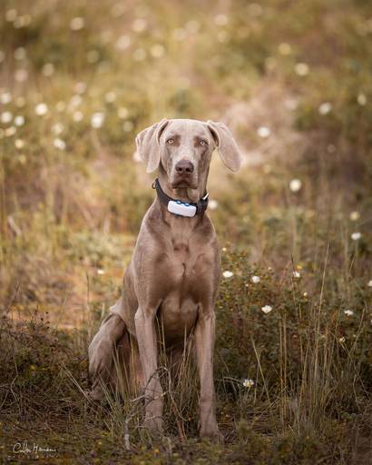 Loosleash training dog 