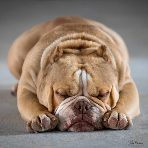 carloshernaniphotography/thebullycampline/tião