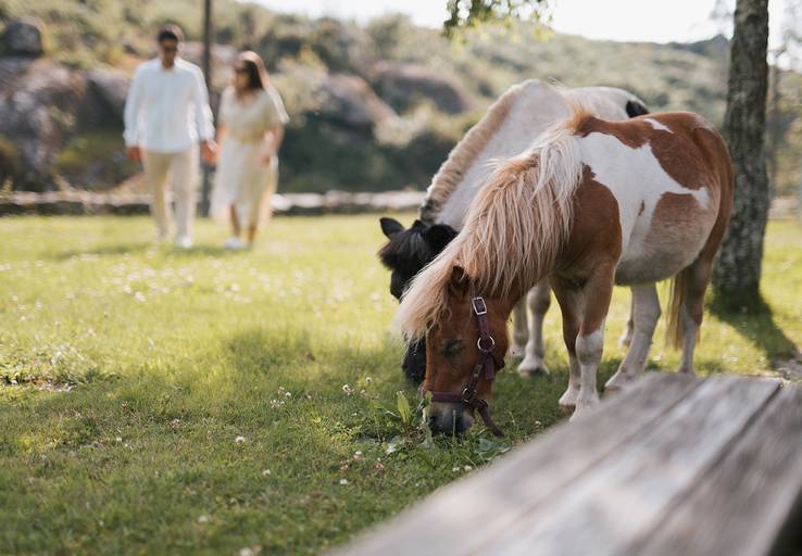 Sessão casal namorados com cavalos 