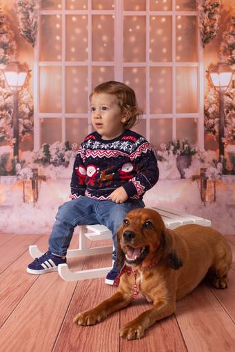 BabyDi, Mini Sessão de Natal, oeiras, lisboa, cães