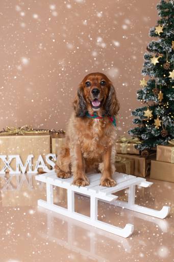 BabyDi, Sessão de Natal, oeiras, lisboa, fotografia bebés, cão