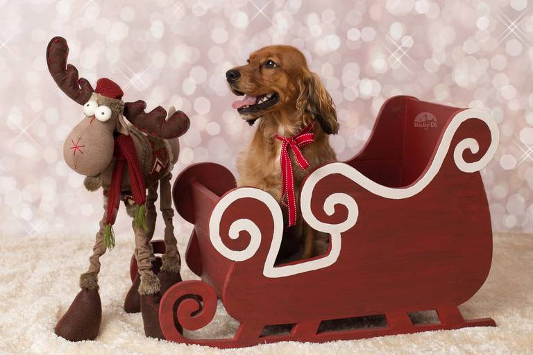 BabyDi, Mini Sessão de Natal, oeiras, lisboa, cão