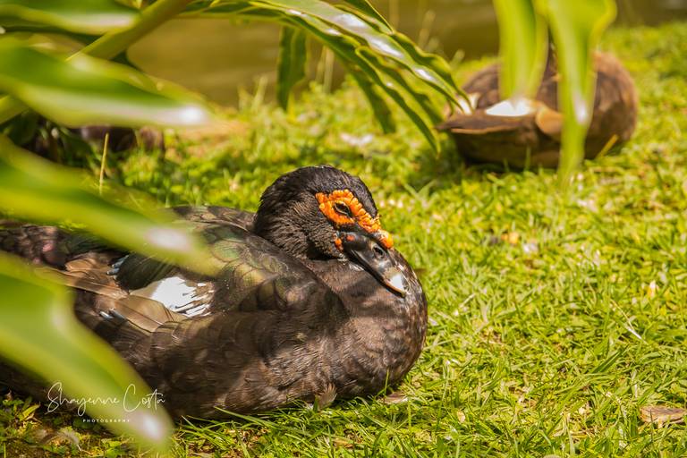 Opera de Arame - Curitiba - PR