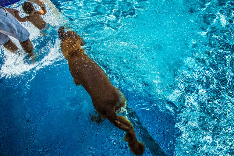 cachorro na piscina