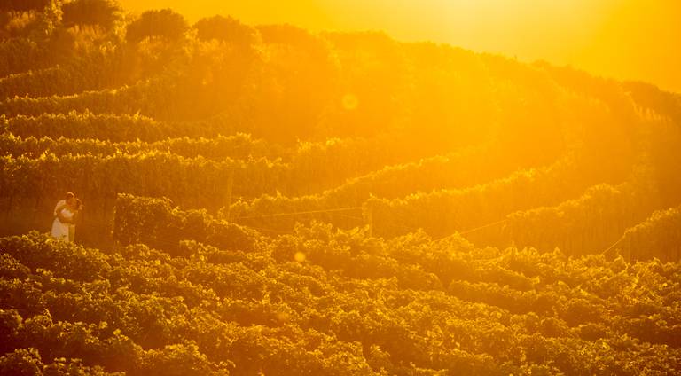 noivos no vinhedo no por do sol