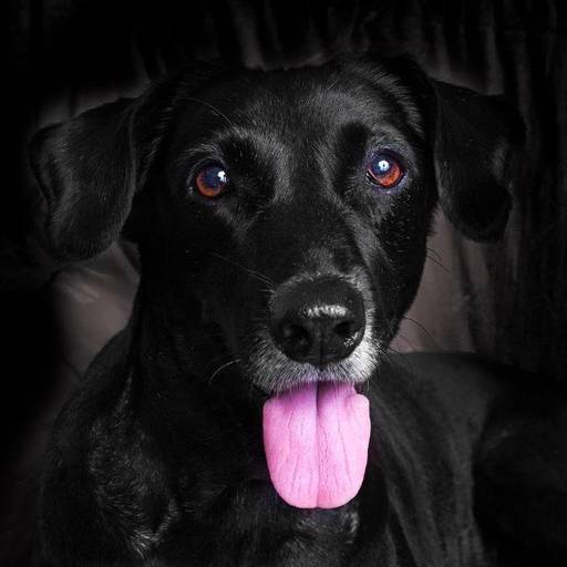 Retrato de cachorro em fundo neutro durante ensaio fotográfico pet em estúdio