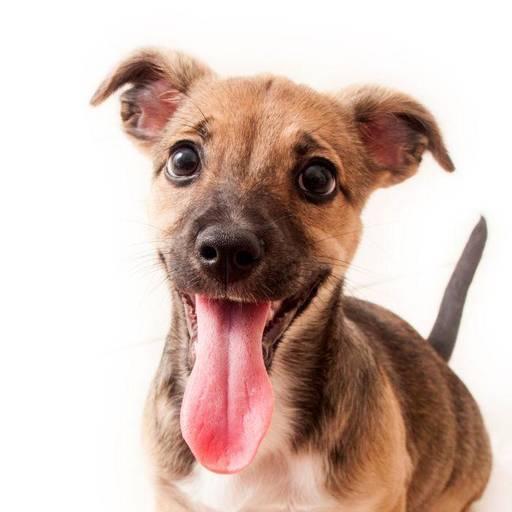 Fotografia profissional de cachorro em fundo neutro em estúdio