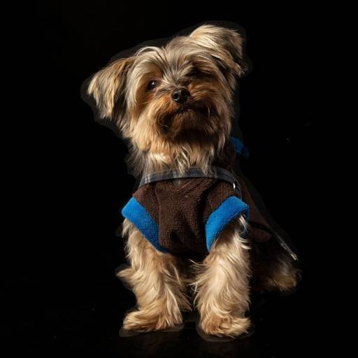 Cachorro posando para retrato profissional em estúdio fotográfico pet