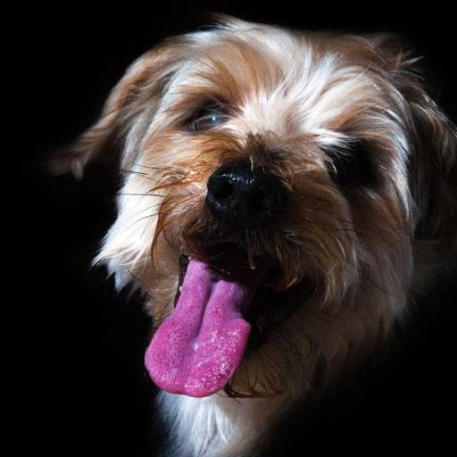 Retrato artístico de cachorro realizado em estúdio pela Petgraphia