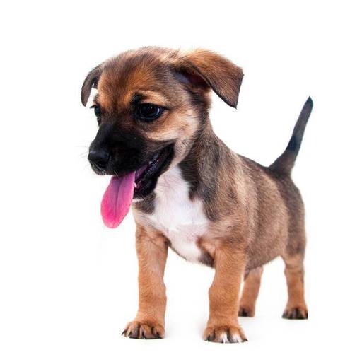 Ensaio profissional de cachorro em fundo neutro em estúdio