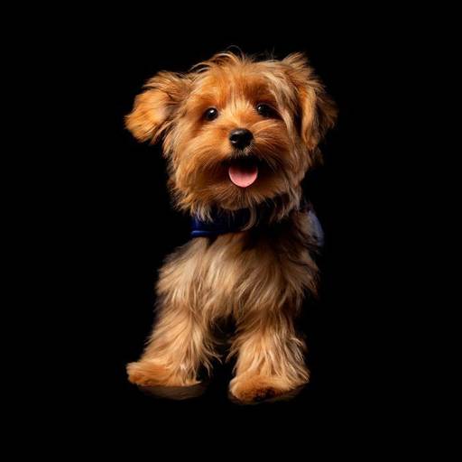 Ensaio fotográfico pet em estúdio com iluminação profissional