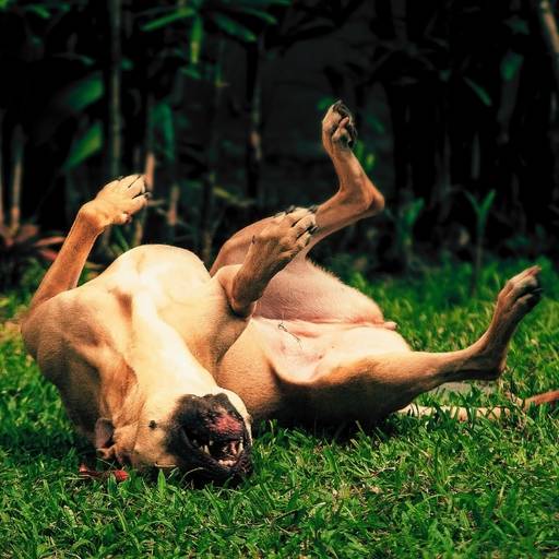 Ensaio fotográfico pet externo com cachorro em parque realizado pelo Petgraphia em Santos