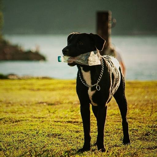 Tutor brincando com cachorro durante ensaio pet externo fotografado pelo Petgraphia