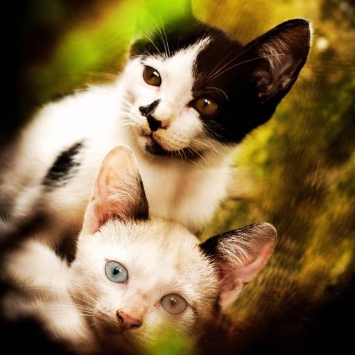 Retrato espontâneo de gatos em parque de Santos 