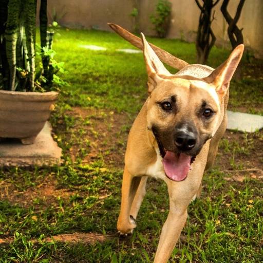 Cachorro correndo durante ensaio fotográfico pet ao ar livre em Santos