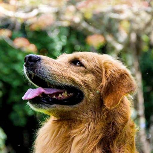 Cachorro posando durante ensaio fotográfico pet em ambiente externo em Santos