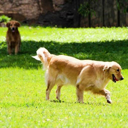 Momento espontâneo de cachorro durante ensaio fotográfico pet externo em Santos