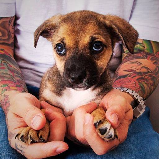 Retrato de cachorro em ambiente doméstico durante ensaio fotográfico pet