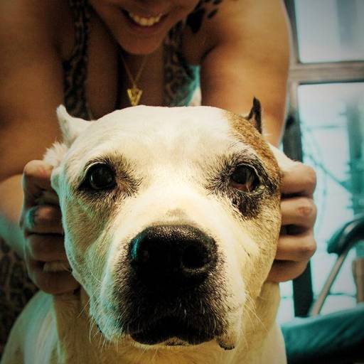 Tutor e cachorro em momento de carinho durante ensaio pet na casa do cliente