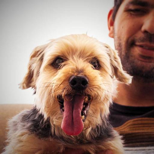 Cachorro em casa durante ensaio fotográfico pet lifestyle realizado pelo Petgraphia