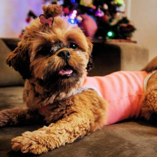 Ensaio pet em casa registrando o espirito natalino