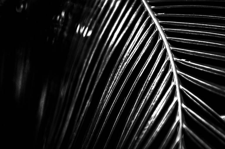 Alaya. Luz, sombra e detalhes da flora brasileira. Fotografia fine art