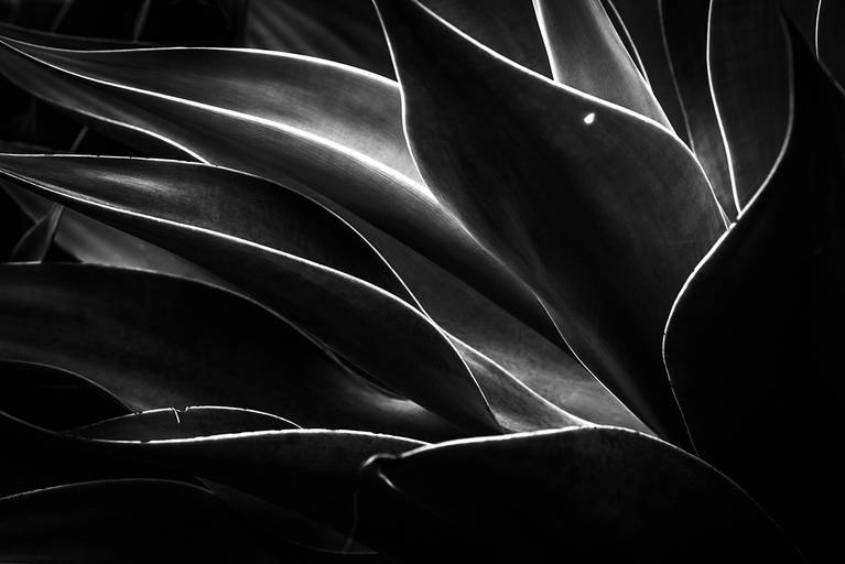 Alaya. Luz, sombra e detalhes da flora brasileira. Fotografia fine art