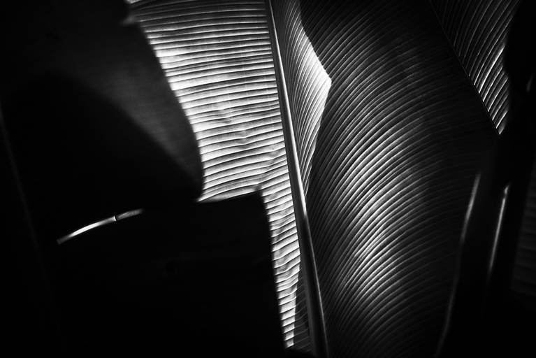 Alaya. Luz, sombra e detalhes da flora brasileira. Fotografia fine art