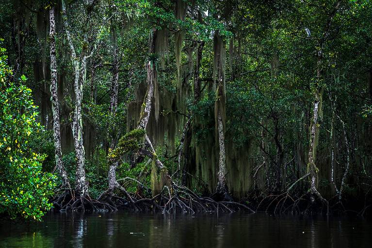 Paisagem em Lagamar, Cananéia-SP