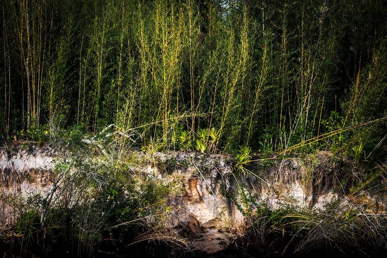 Paisagem na beira do Rio Negro no Pantanal