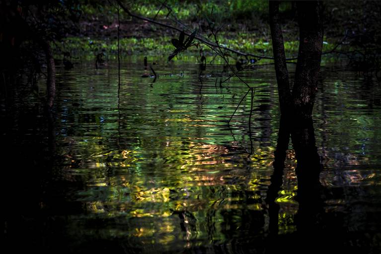 Cores e reflexos nas águas do Pantanal em período de cheia