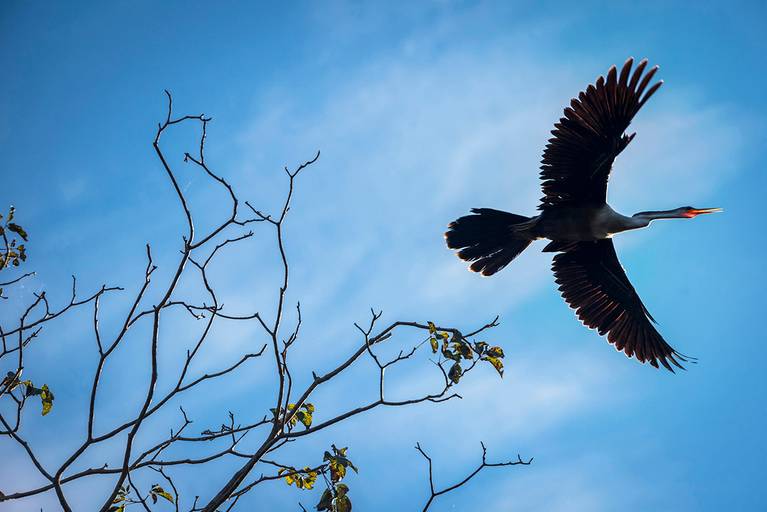Biguatinha no Pantanal Nhecolândia, Mato Grosso do Sul
