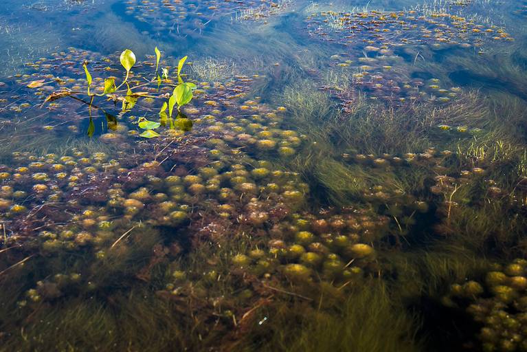 Vazante do Castelo no Pantanal Nhecolândia, Mato Grosso do Sul