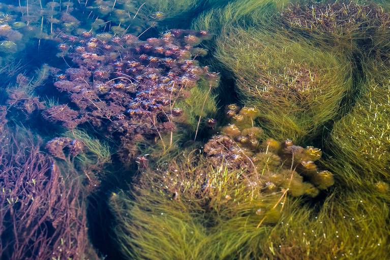 Vazante do Castelo no Pantanal Nhecolândia, Mato Grosso do Sul