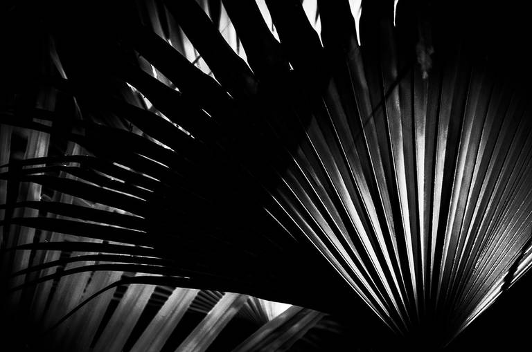 Alaya. Luz, sombra e detalhes da flora brasileira. Fotografia fine art