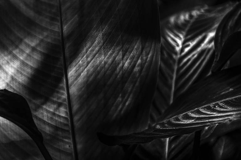 Alaya. Luz, sombra e detalhes da flora brasileira. Fotografia fine art