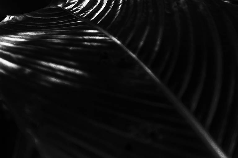 Alaya. Luz, sombra e detalhes da flora brasileira. Fotografia fine art