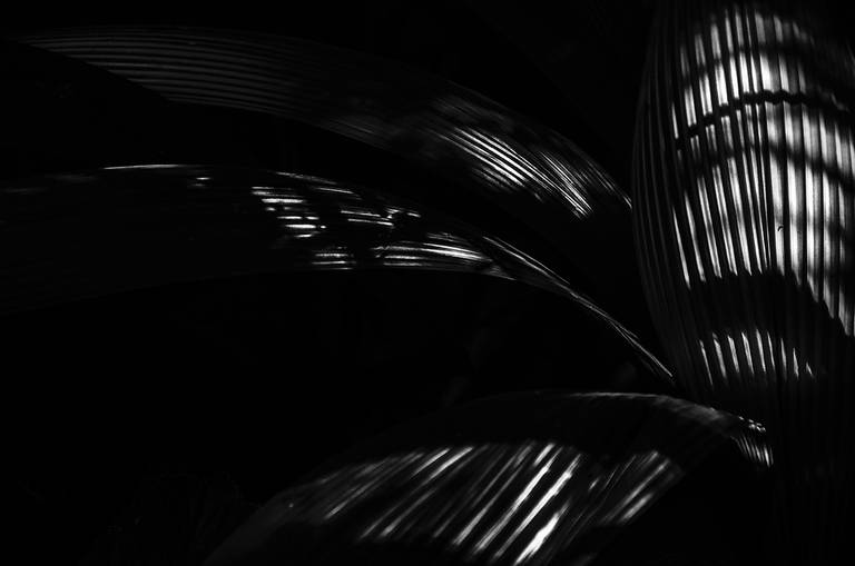 Alaya. Luz, sombra e detalhes da flora brasileira. Fotografia fine art