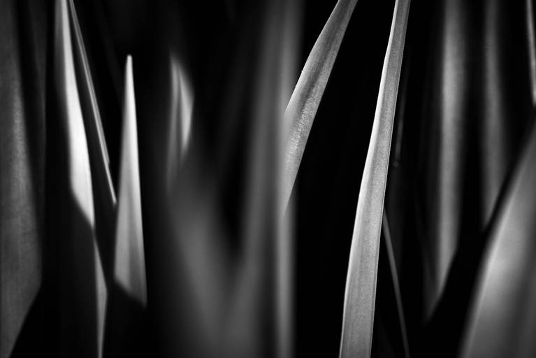 Linhas e entrelinhas naturais. Flora e botânica