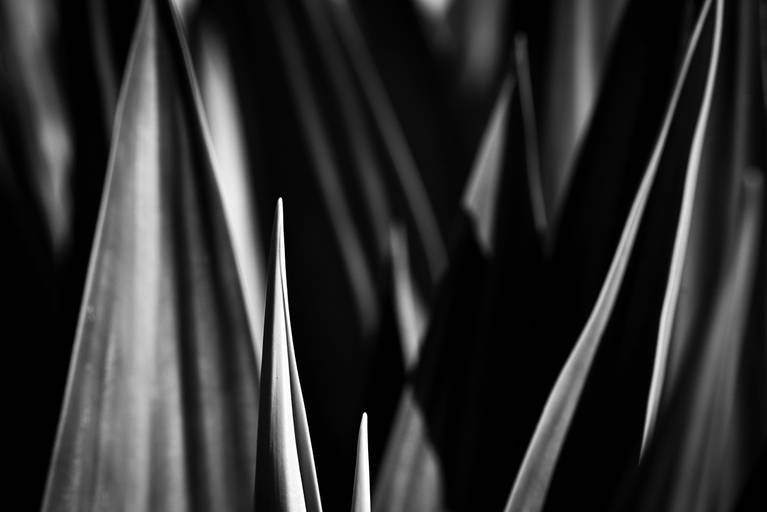 Linhas e entrelinhas naturais. Flora e botânica