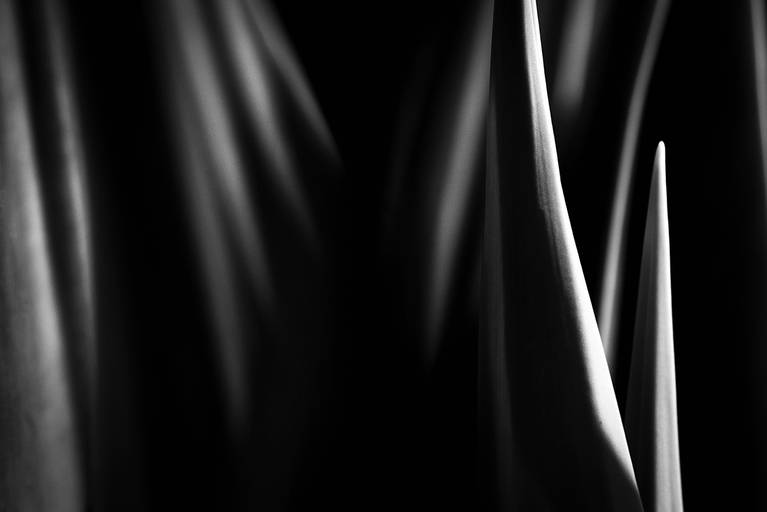 Linhas e entrelinhas naturais. Flora e botânica