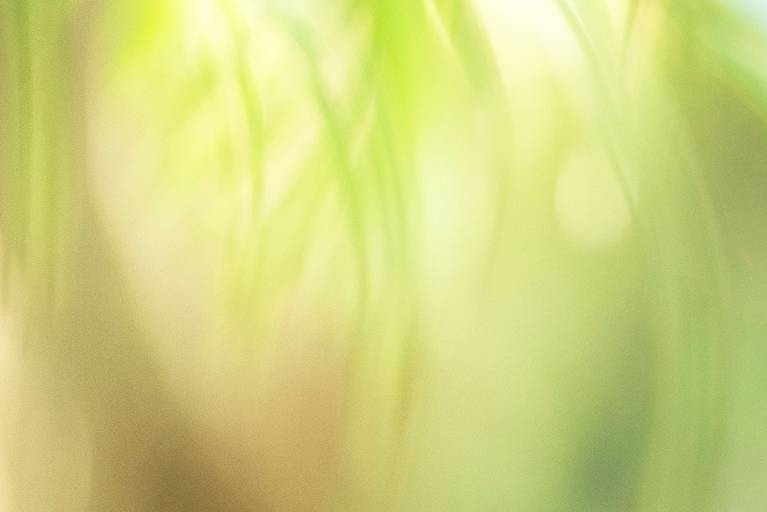 Série Sussurros da natureza