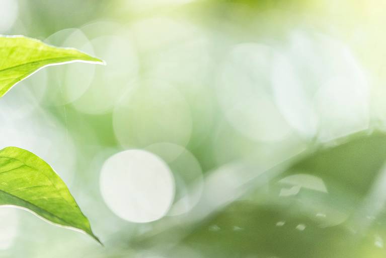 Série Sussurros da natureza